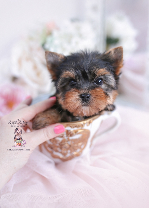 Red Poodle Puppies in Davie Florida Teacup Puppies & Boutique