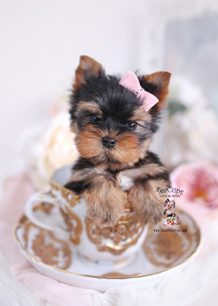 Golden Shih Tzu Puppies Miami Teacup Puppies & Boutique
