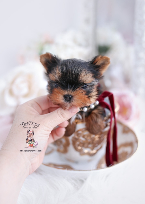 Toy or Teacup Yorkies for sale