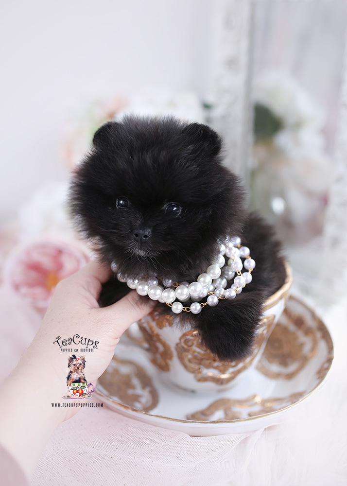 Teacup Pomeranian Puppies For Sale in Miami, Ft. Lauderdale Teacup