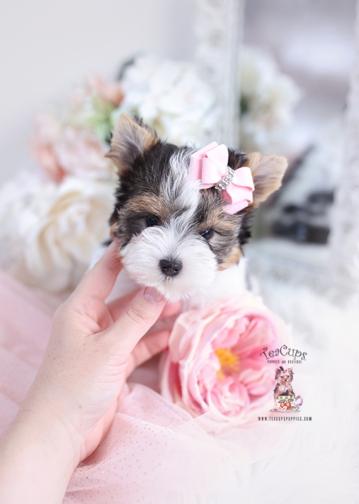 Your Guide To Teacup Yorkie Adoption How To Find Puppies For Sale Up To 400 - 8s45cdr