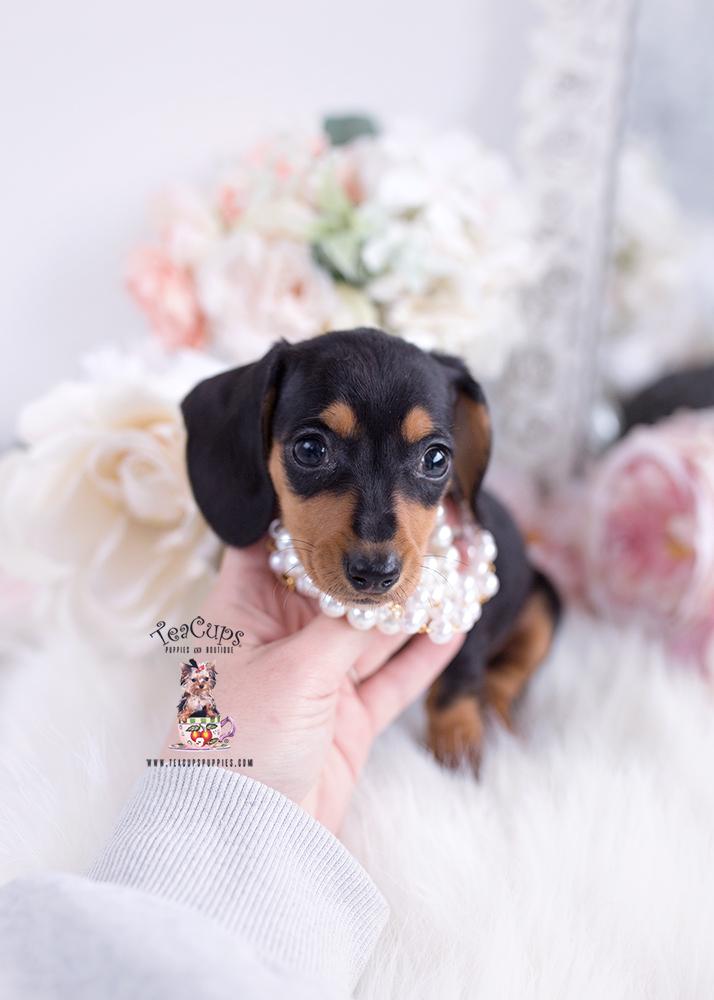Mini Dachshund 259 Teacup Puppies & Boutique