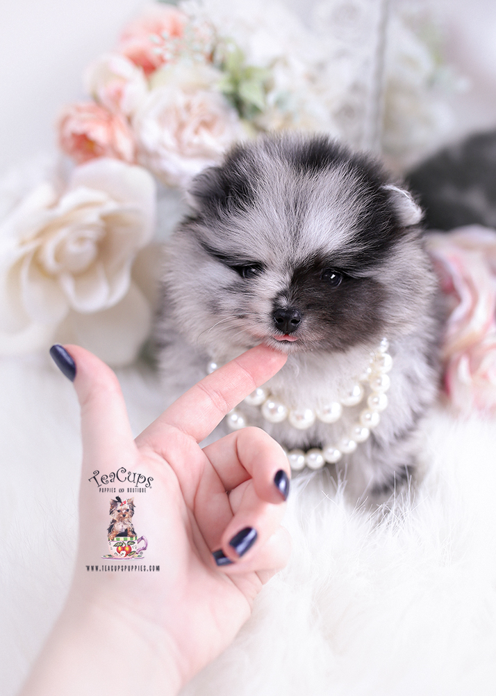 Pomeranian 258 Teacup Puppies & Boutique
