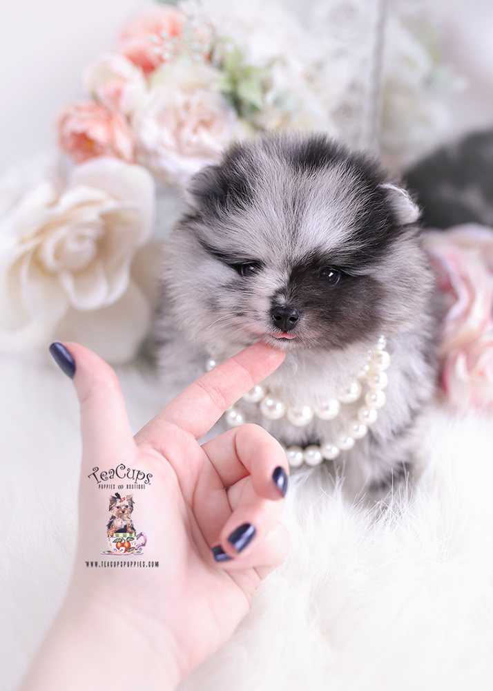 pomeranianbluemerlepuppiesmiami258 Teacup Puppies & Boutique