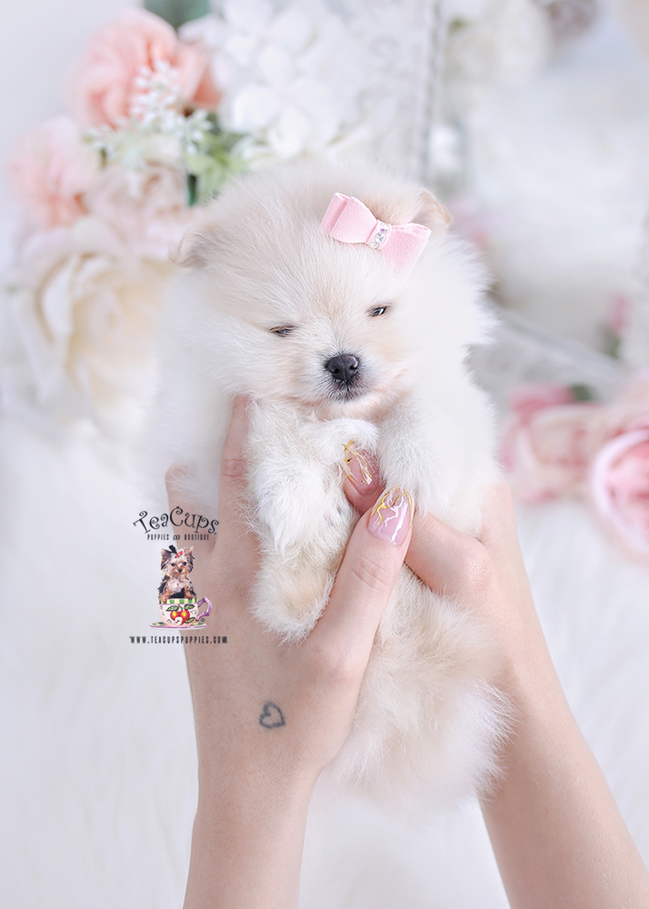 pomeranianpuppy24255 Teacup Puppies & Boutique