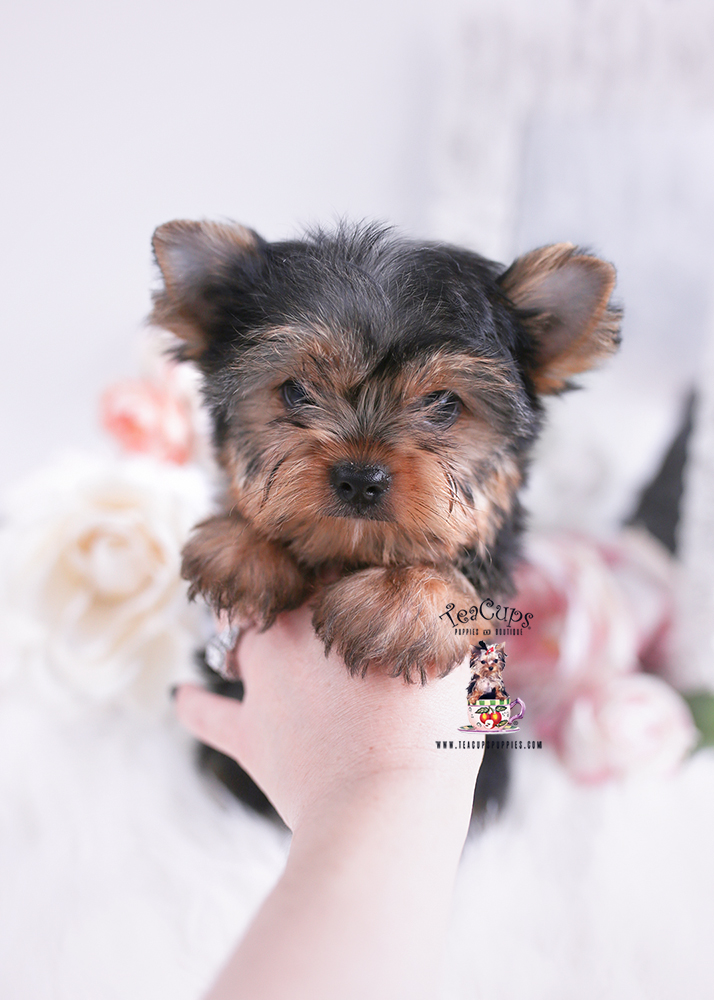 Yorkie 262 Teacup Puppies & Boutique