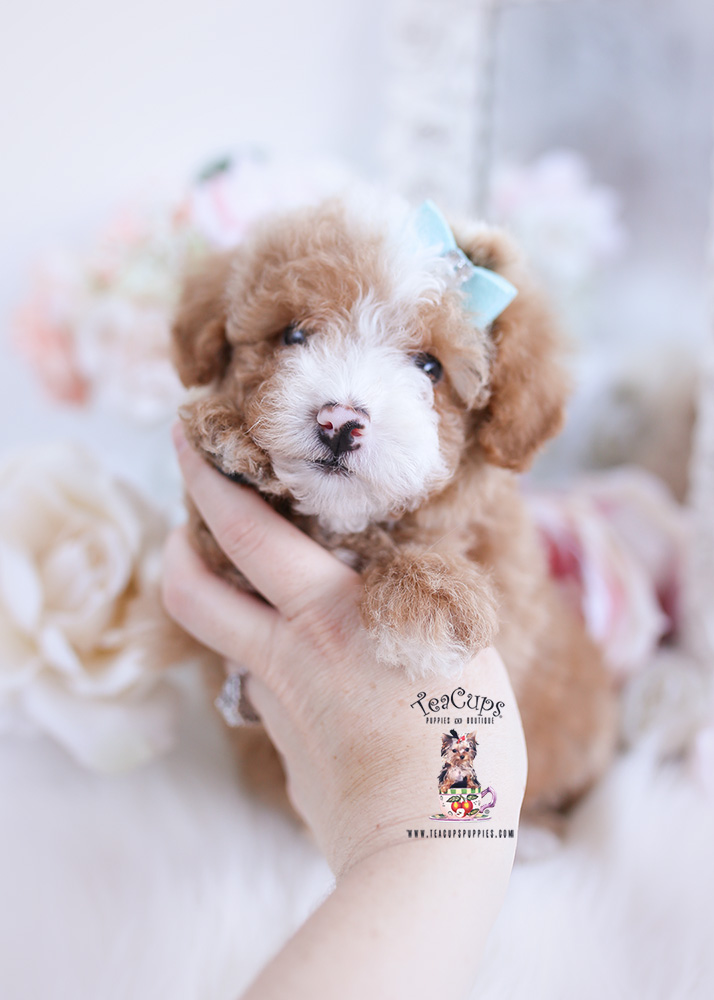 Micro teacup poodle puppies for sale sale