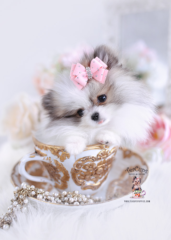 Teacup Pomeranian 352 Teacup Puppies Boutique