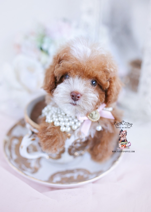 Toy dogs for sale top