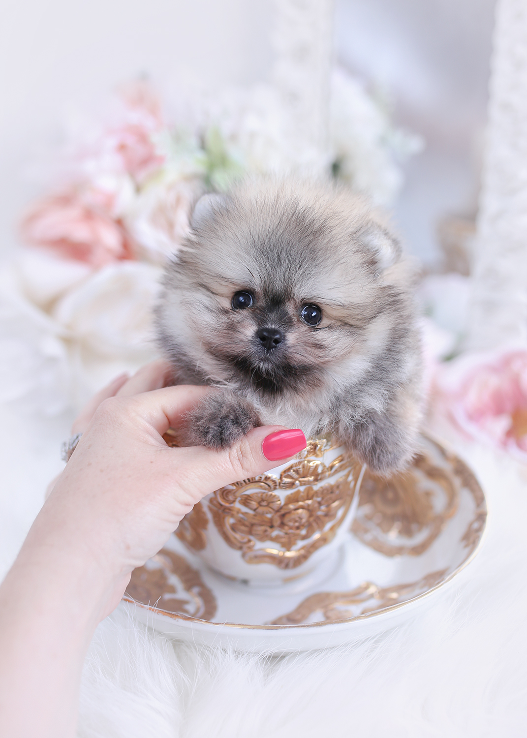 Teacup Pomeranian Breeder Teacup Puppies Boutique