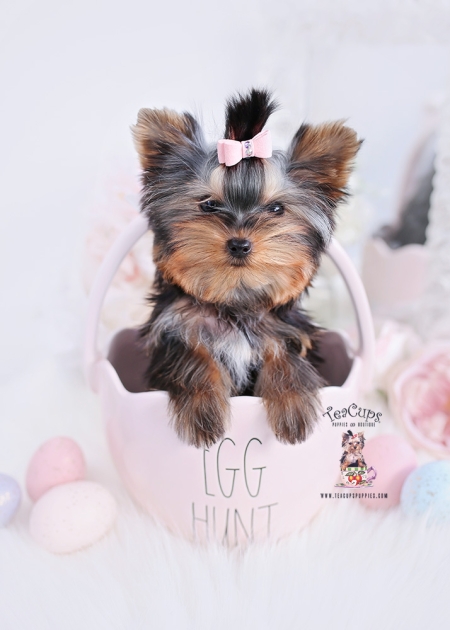 Yorkie Puppy 24 354 Teacup Puppies Boutique Yorkie Puppy 24 354 450x630