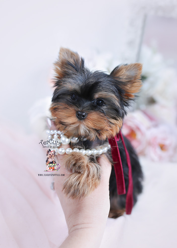 Yorkie Puppy 25 367 Teacup Puppies Boutique Yorkie Puppy 25 367