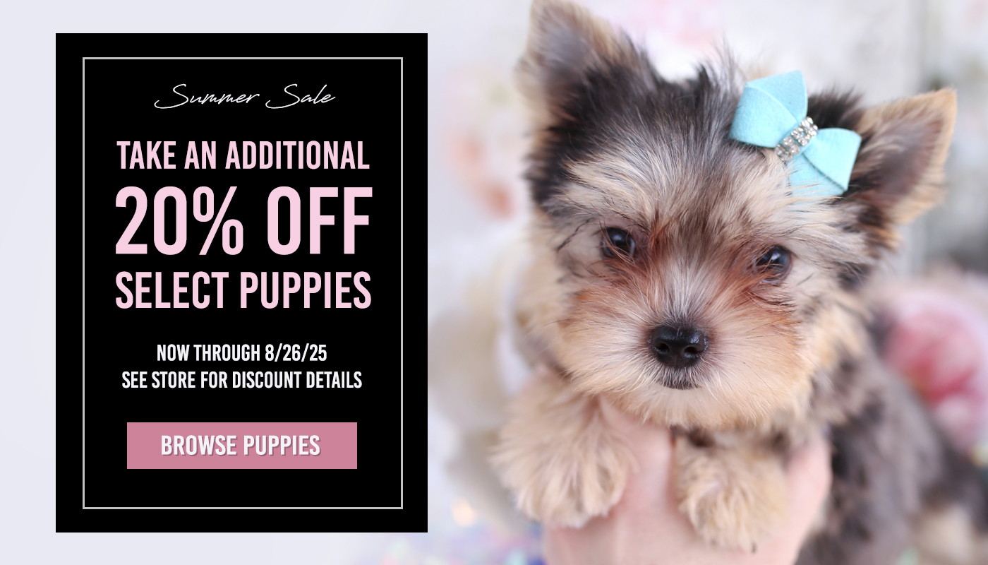 How Much is a Tea Cup Dog: Ultimate Price Guide 2025