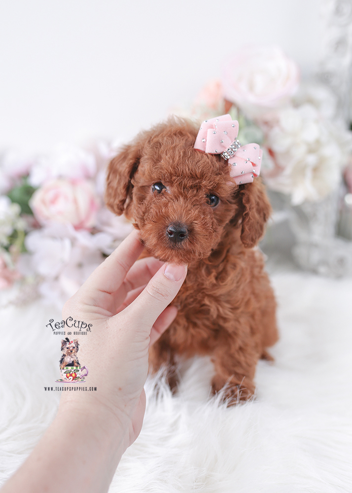 poodle-puppy-25-180b