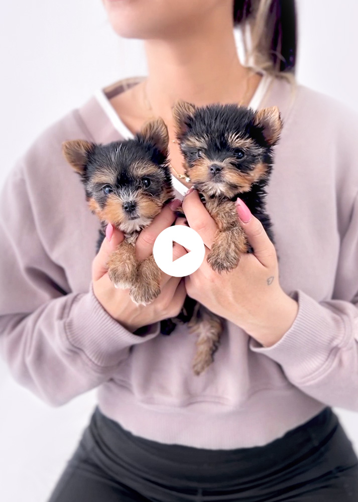 yorkie-teacup-puppies-play-video