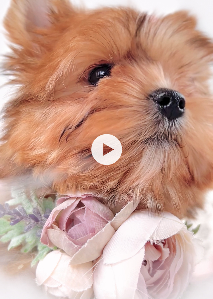 golden-sable-yorkie-puppy-video
