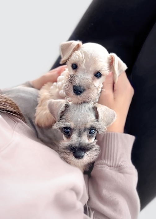 mini-schnauzer-puppy-SISTERS