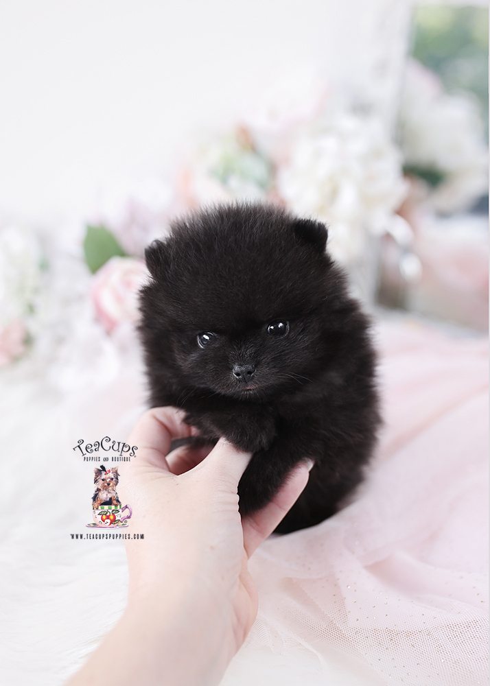 pomeranian-puppy-25-191-b