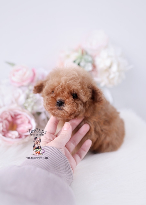 poodle-puppy-25-209