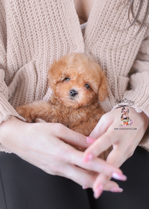poodle-puppy-25-210-bb