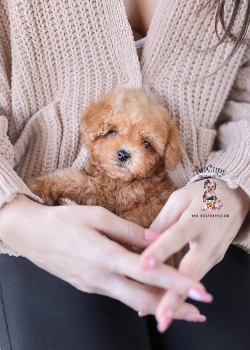 poodle-puppy-25-210b