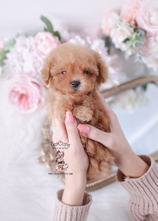 poodle-puppy-25-211-b