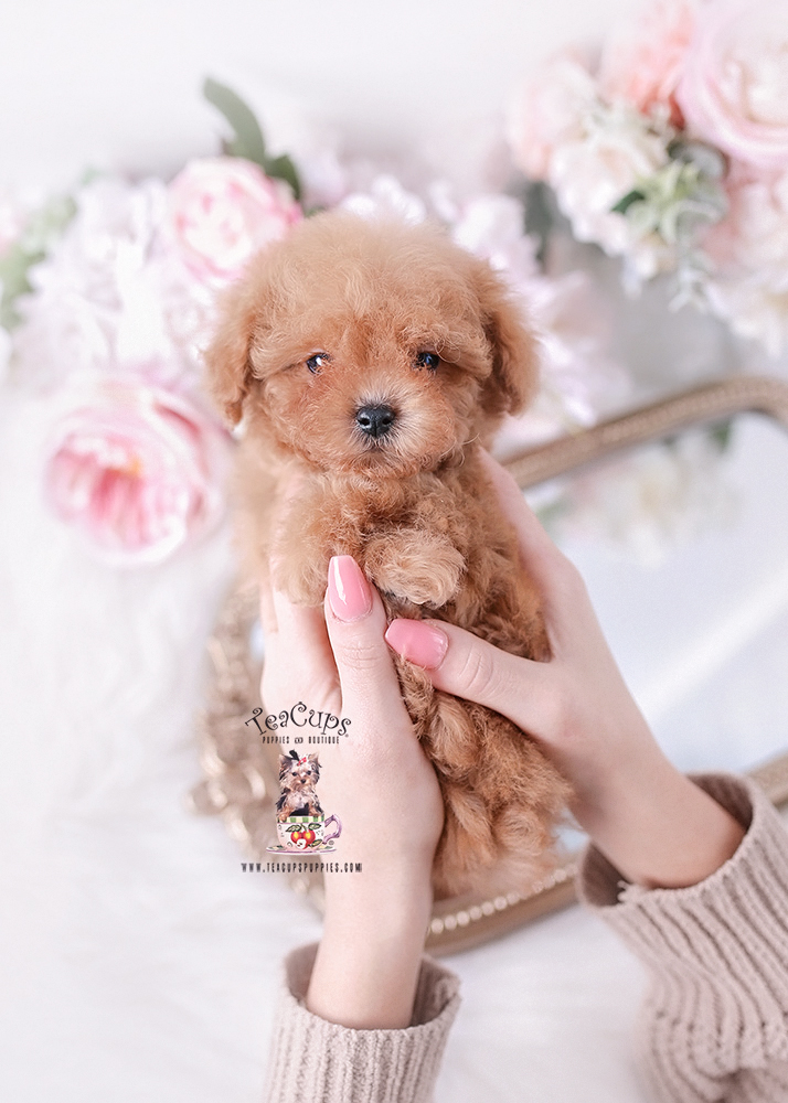 poodle-puppy-25-211-e