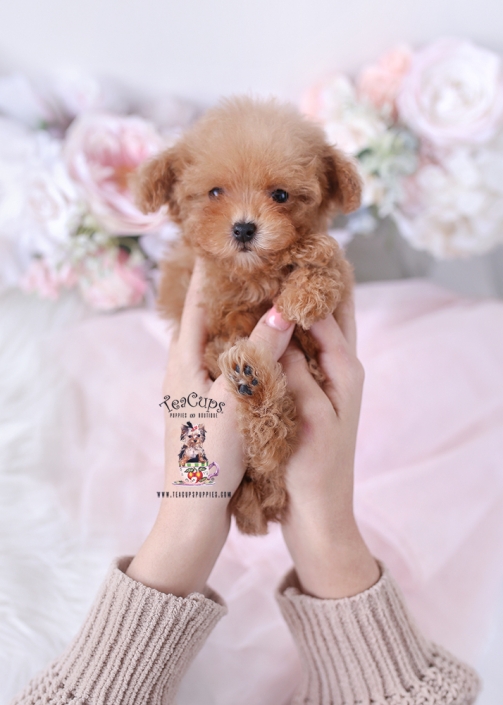 poodle-puppy-25-212