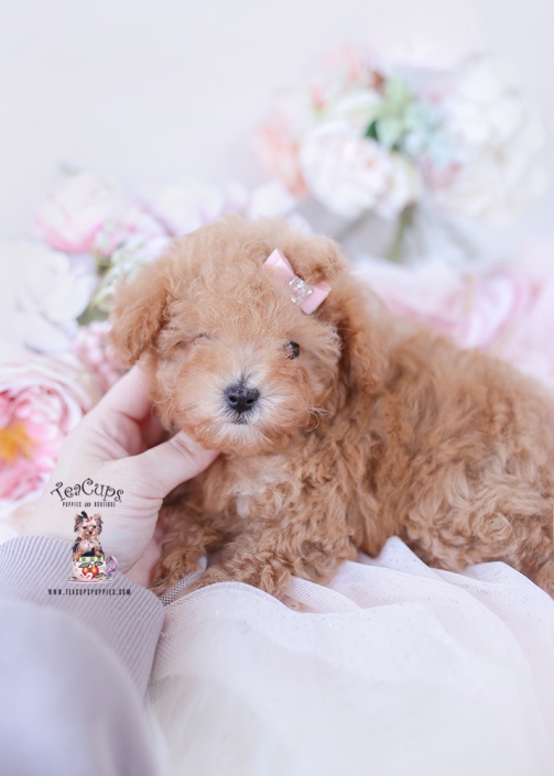 poodle-puppy-25-213