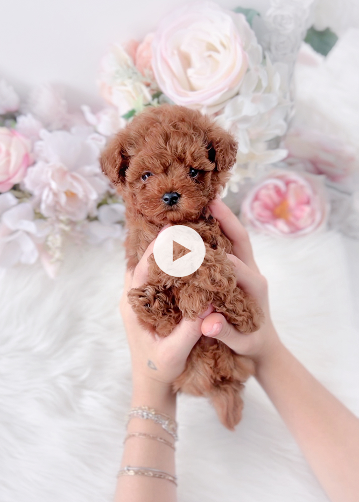 red-poodle-breeder-video-play