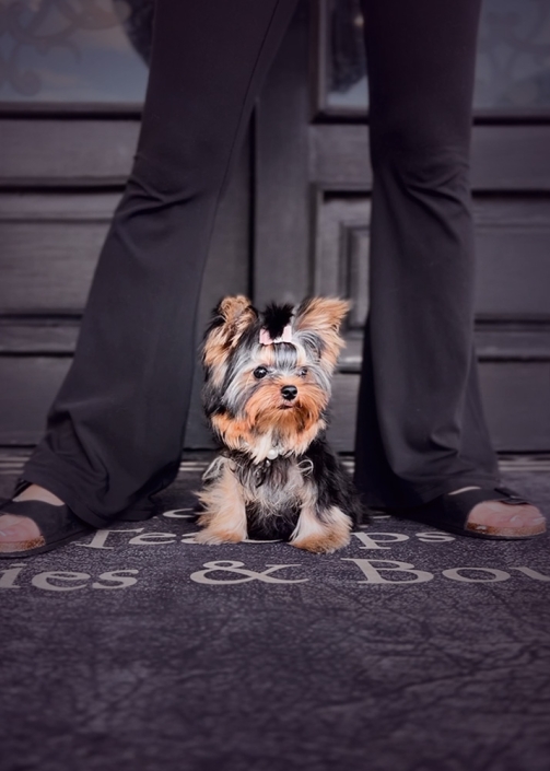 yorkie-puppy-146-2
