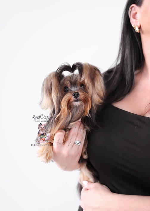 yorkie-puppy-24-25-008
