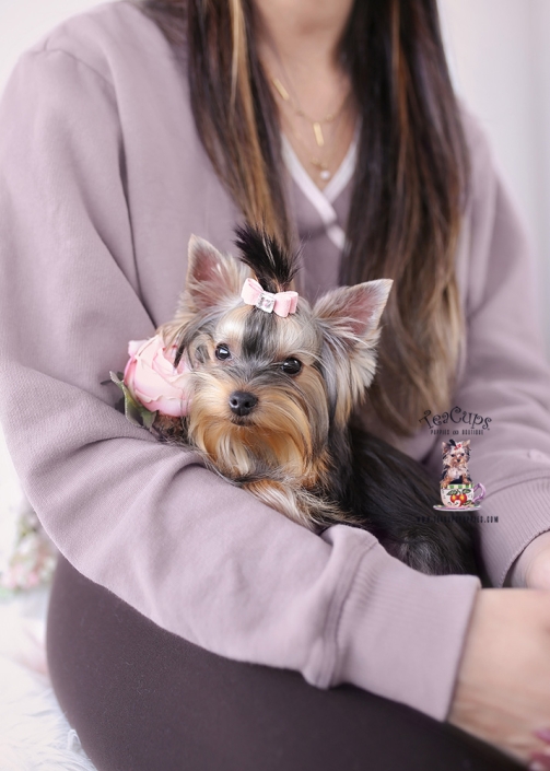 yorkie-puppy-25-205