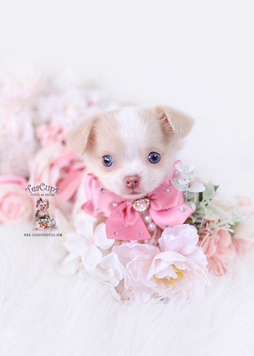 chihuahua-puppy-25-220-b