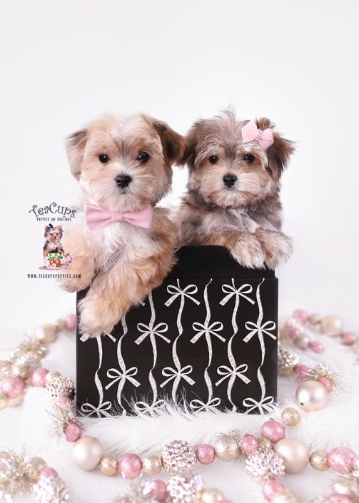 morkies-25-223-230-dd