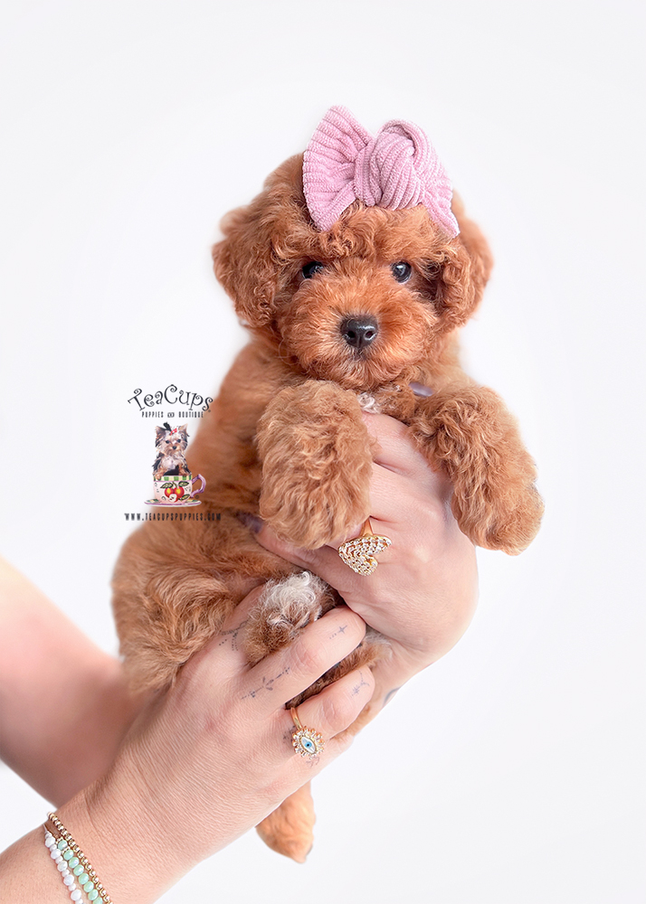 poodle-puppy-25-182