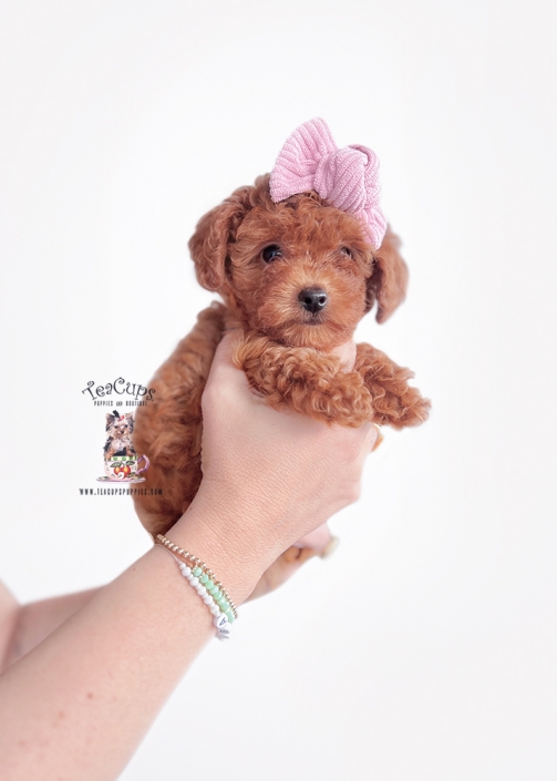 poodle-puppy-25-184-c