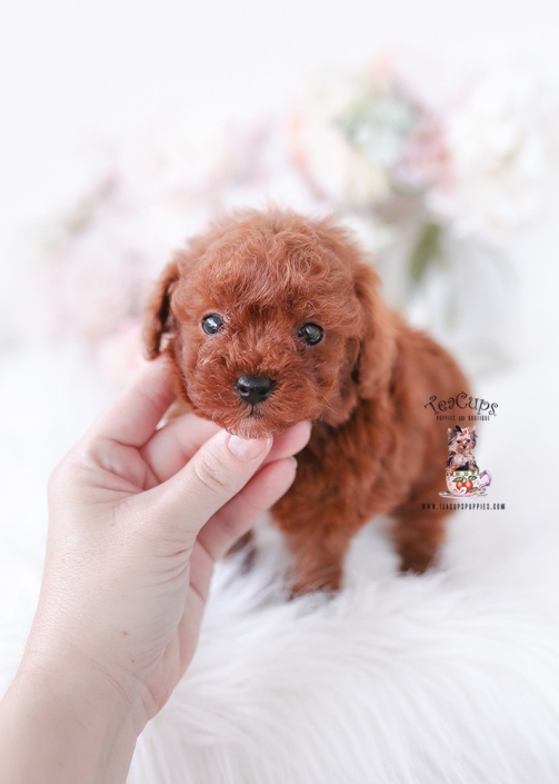 poodle-puppy-25-221-c