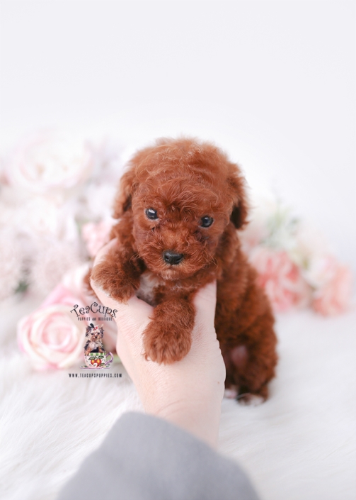 poodle-puppy-25-222