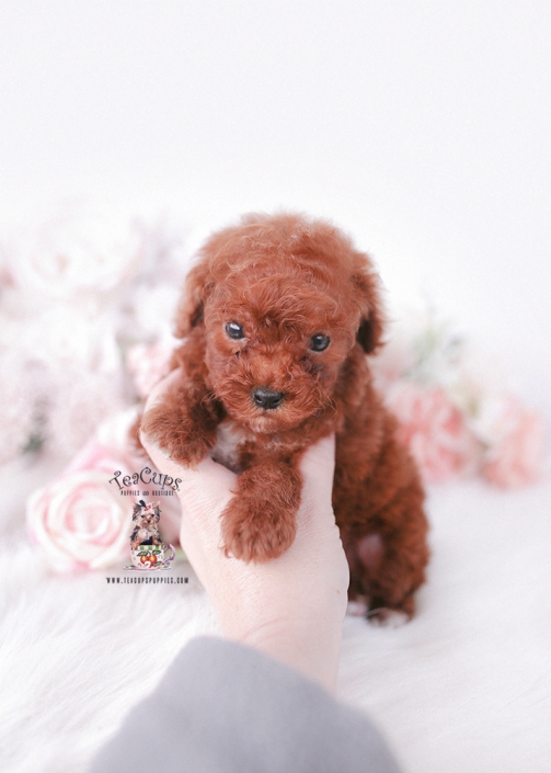 poodle-puppy-25-222-c