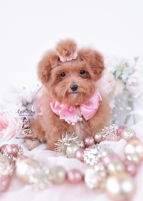 poodle-puppy-25-228-c