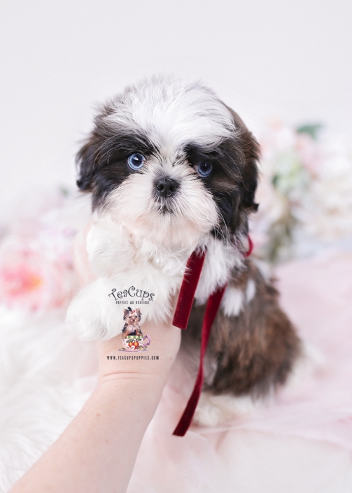 shih-tzu-25-225-reel-2bb