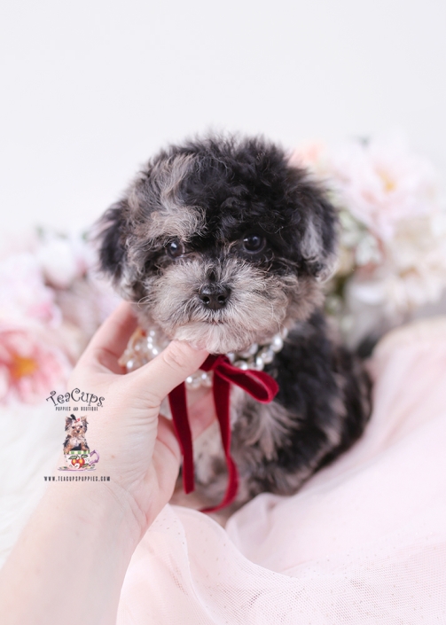 shihpoo-puppy-25-224-b