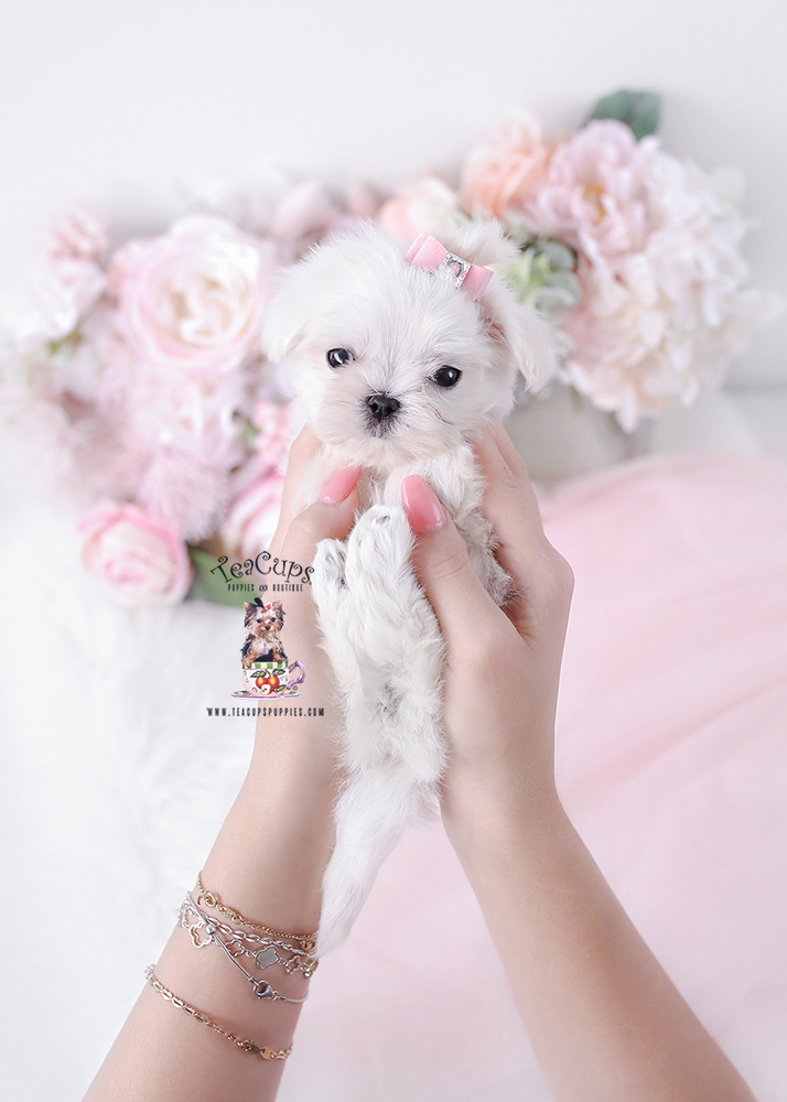 white teacup maltese puppy