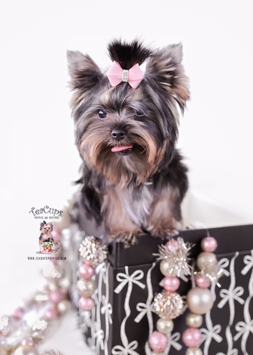 yorkie-puppy-25-207