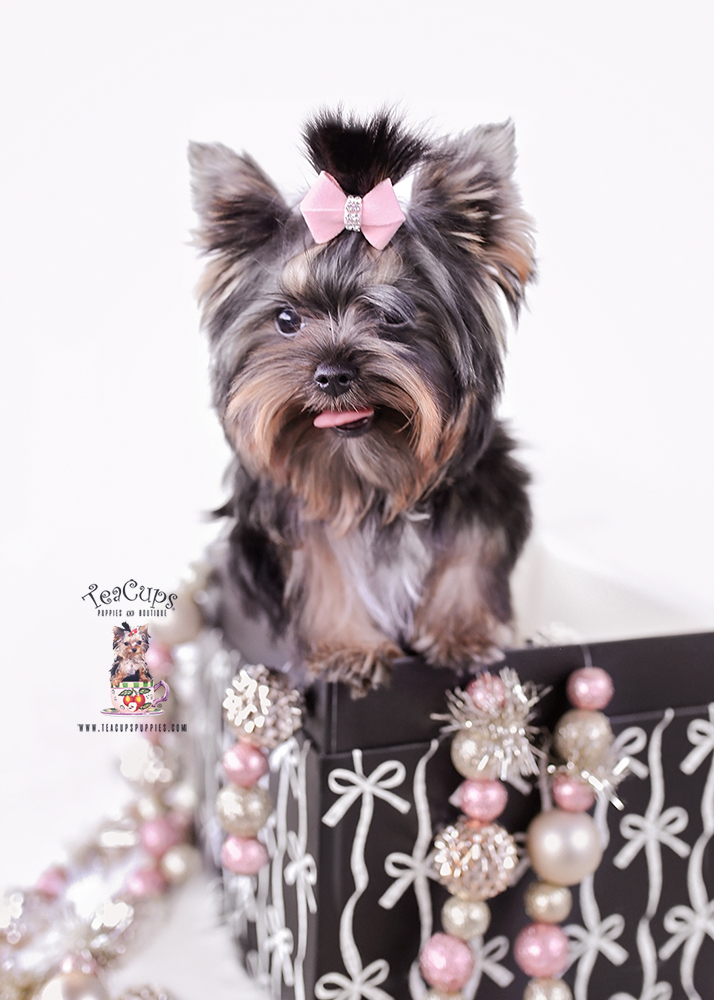 yorkie-puppy-25-207