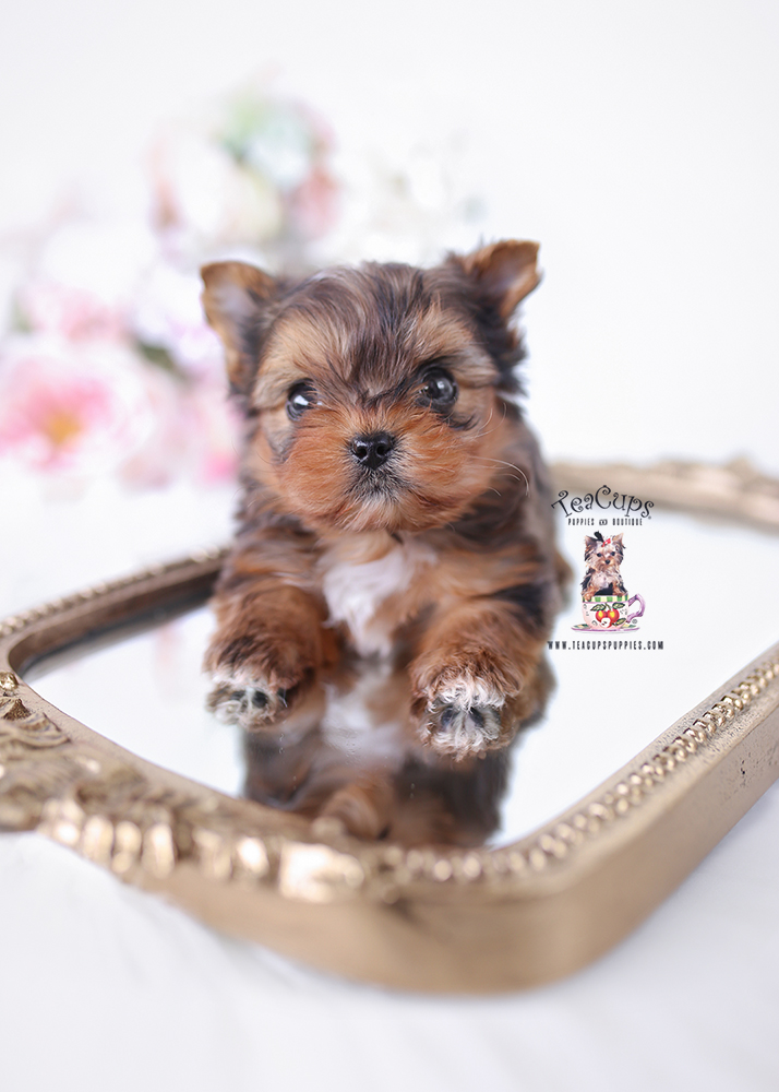yorkie-puppy-25-227-b