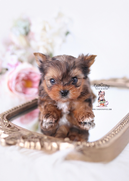 yorkie-puppy-25-227-cc