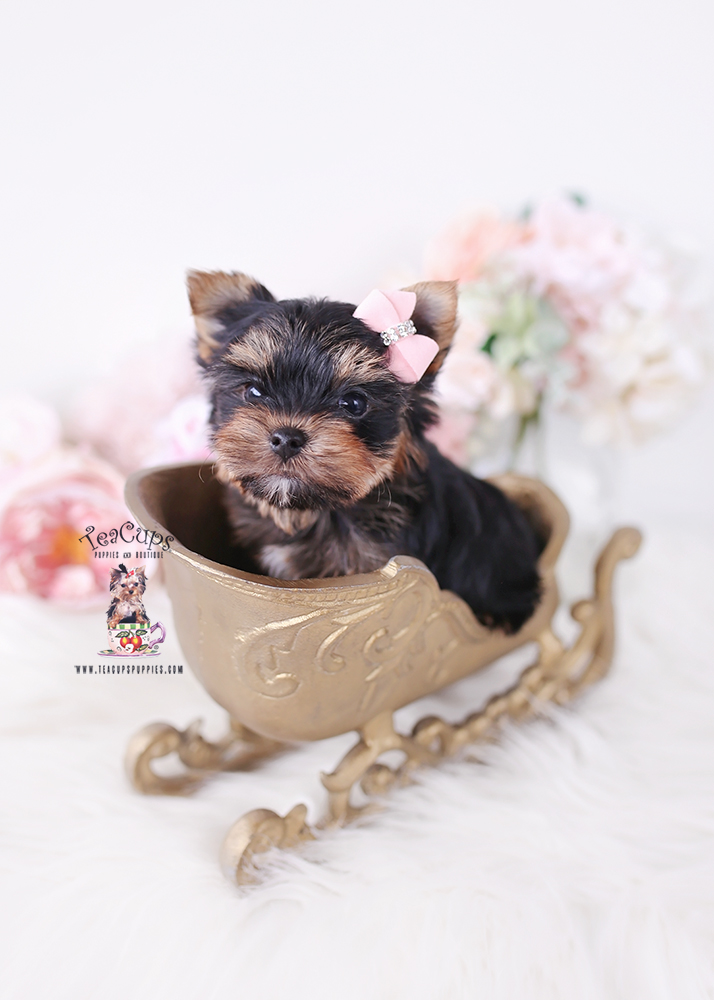 yorkie-puppy-25-231-b