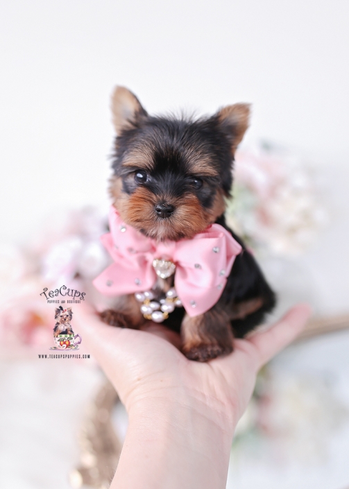 yorkie-puppy-25-232